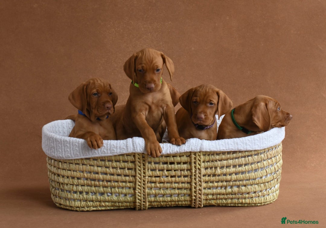 Hungarian Vizsla dogs for sale: Exceptional KC registered Hungarian Vizsla Litter - Image 21