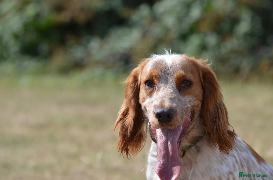 Cocker Spaniel dogs for stud: For stud only  - Advert 3