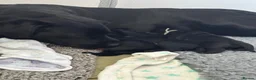 Labrador Retriever dogs for sale: Black Labrador puppies - Advert 9