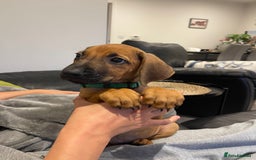 Rhodesian Ridgeback dogs for sale: Pedigree Ridgeback Puppies - READY FOR VIEWING in Scunthorpe - Image 6