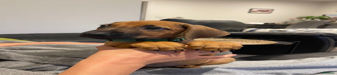 Girl - Rhodesian Ridgeback Puppy - Green