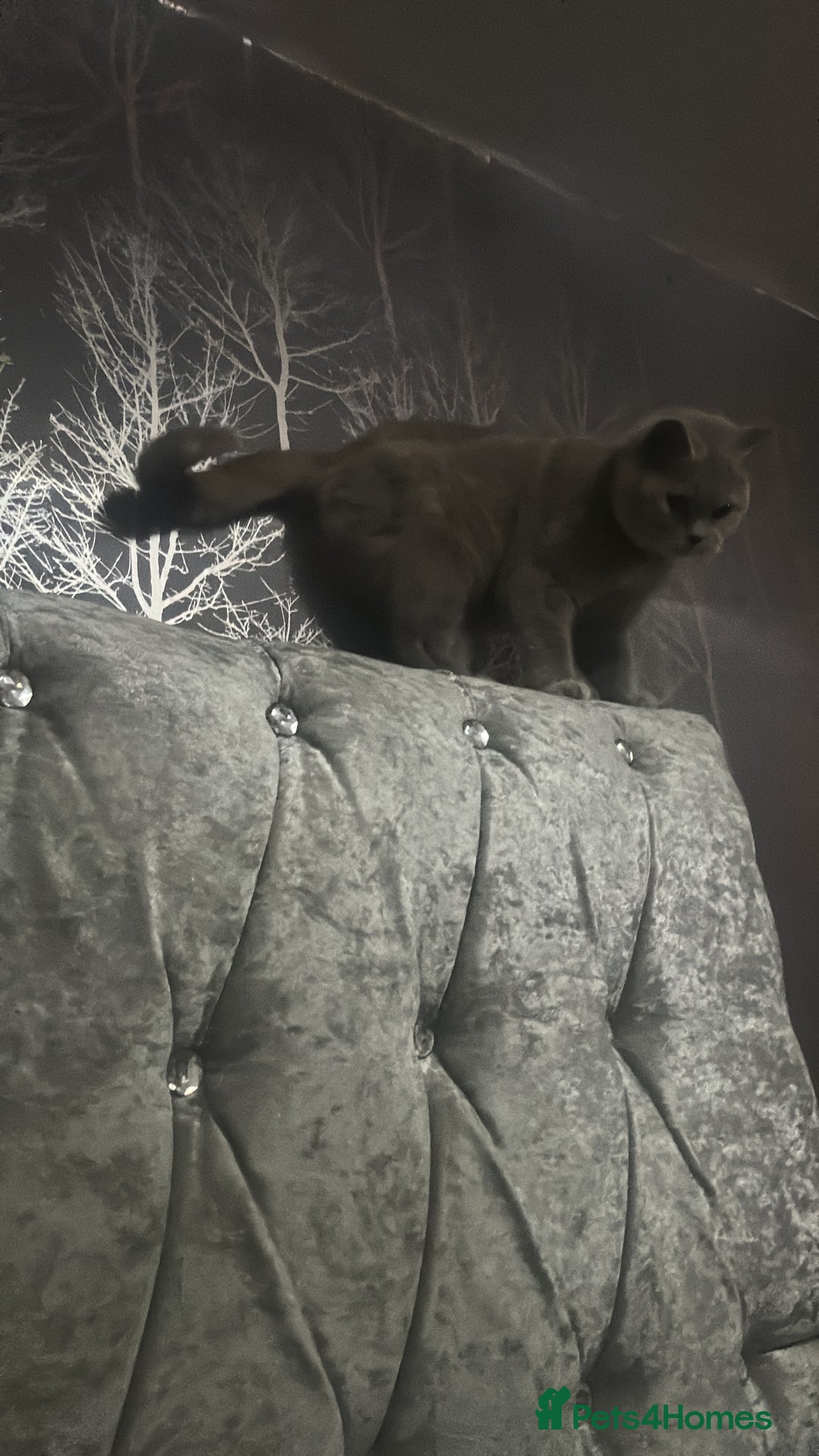 Brazilian Shorthair cats for sale: British short hair stunning 😍  - Image 7
