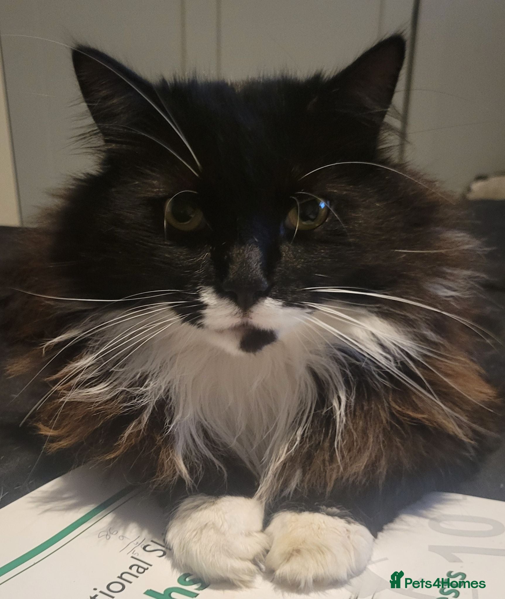 Mixed Breed cats Bruce (needs rehoming) - Advert 2
