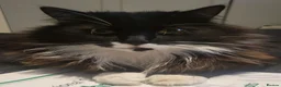 Mixed Breed cats for sale: Bruce (needs rehoming) in Bedford - Advert 1