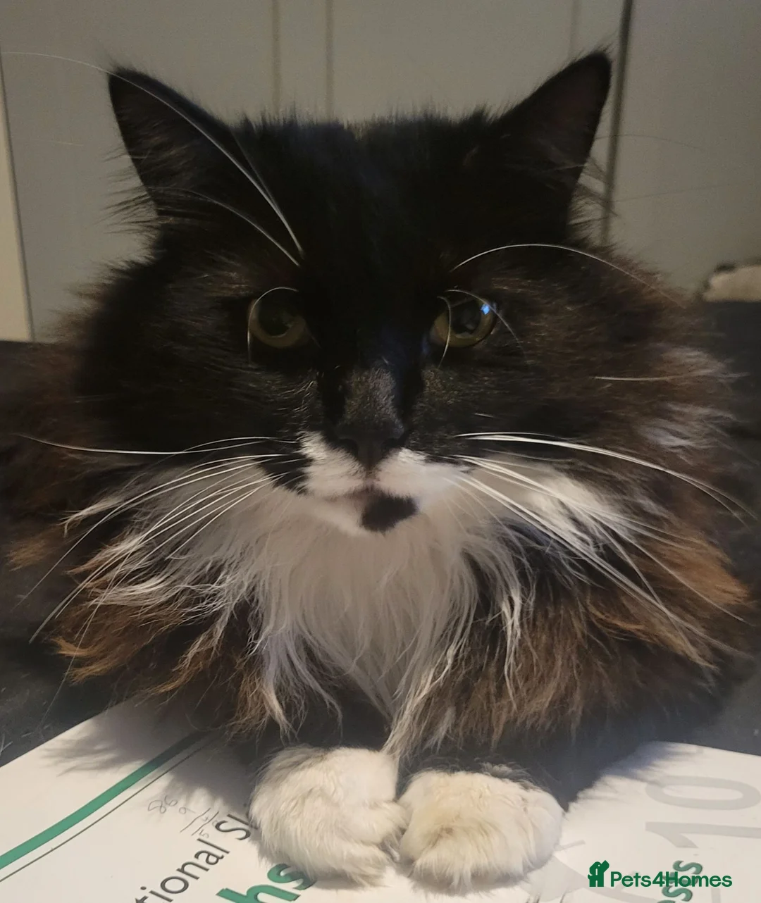 Mixed Breed cats for sale: Bruce (needs rehoming) in Bedford - Advert 1