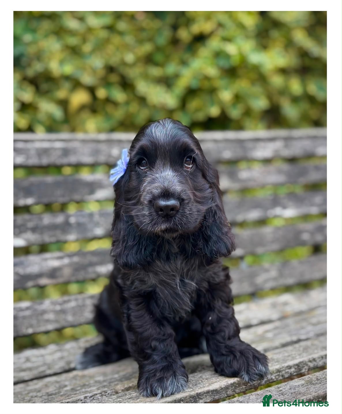 Cocker Spaniel dogs Quality KC Registered Show Cocker spaniel puppies - Advert 1