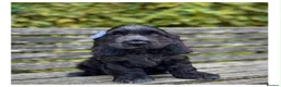 Cocker Spaniel dogs for sale: Quality KC Registered Show Cocker spaniel pippies - Advert 4