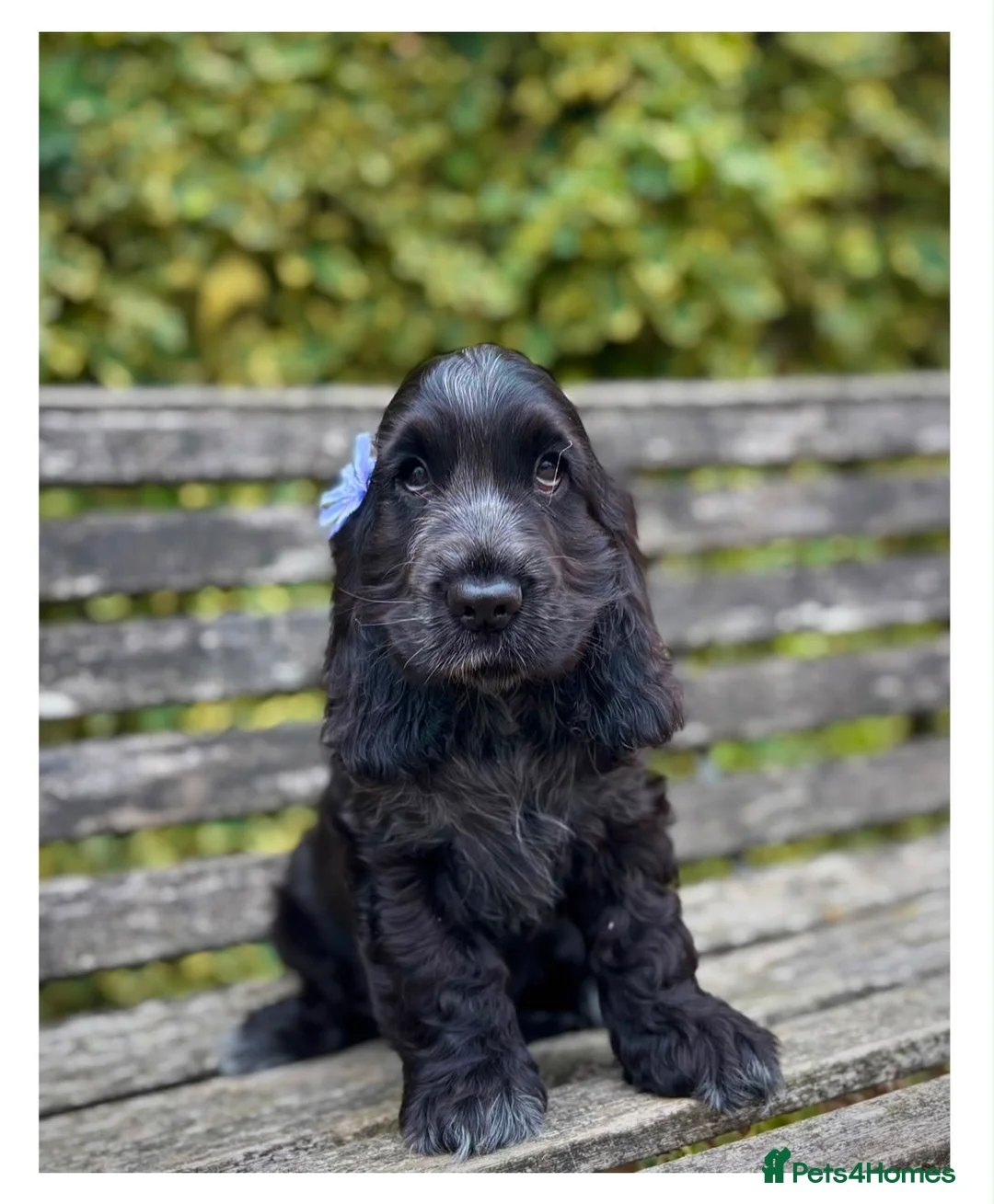 Cocker Spaniel dogs for sale: Quality KC Registered Show Cocker spaniel puppies - Advert 1
