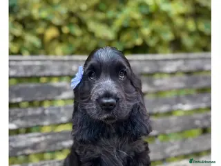 Cocker Spaniel dogs Quality KC Registered Show Cocker spaniel puppies - Advert 1