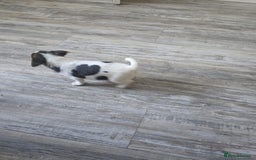 Mixed Breed dogs for sale: Chihuahua x jack Russell puppies 4 boys  - Image 10