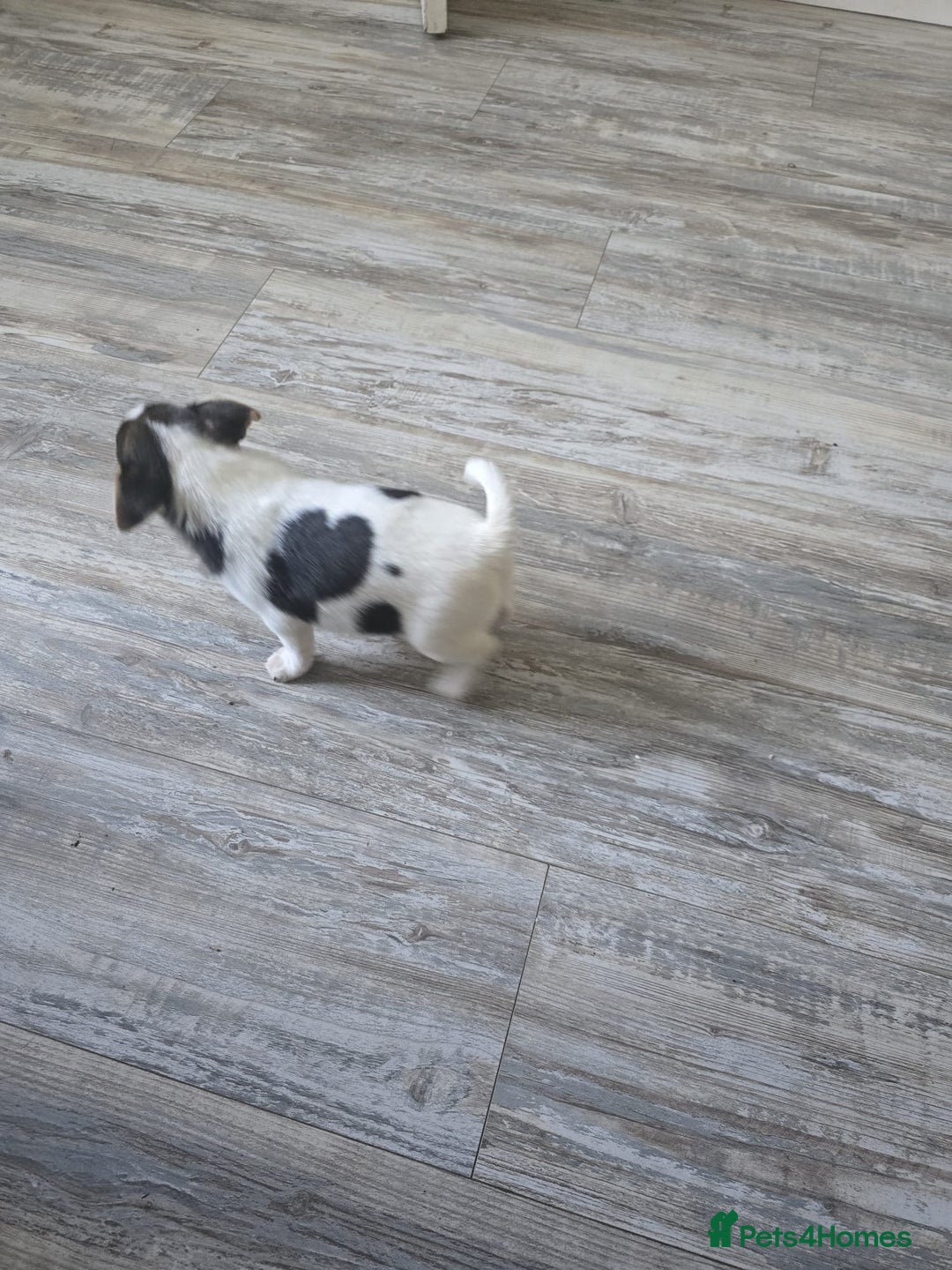 Mixed Breed dogs for sale: Chihuahua x jack Russell puppies 4 boys  - Image 10