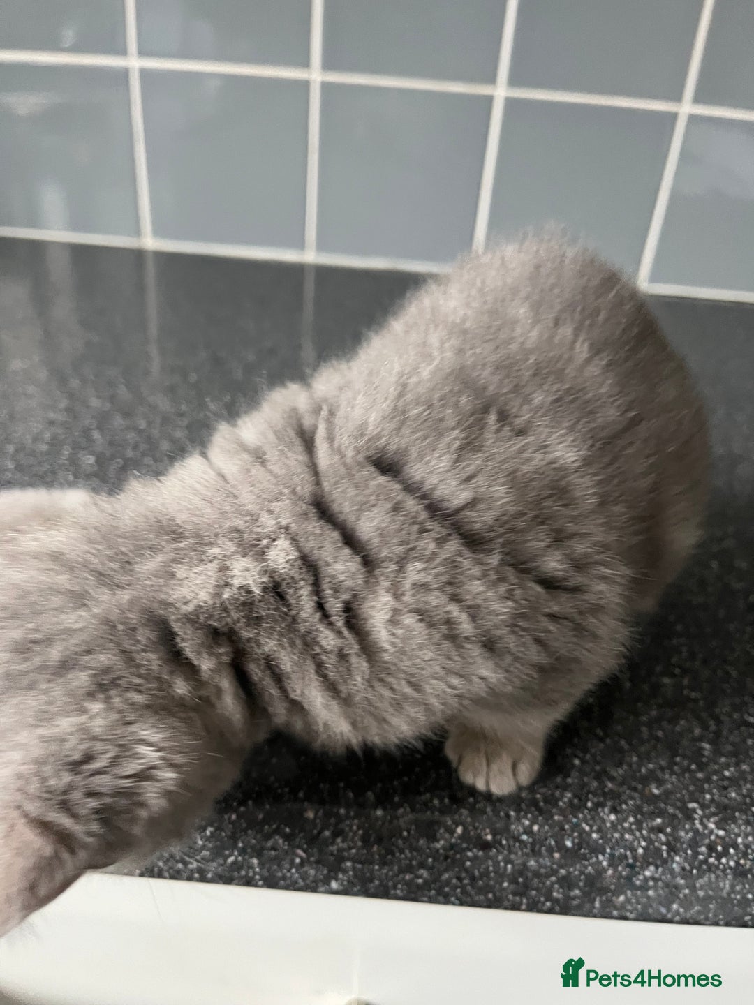 British Shorthair cats for sale: One male and one female remain - Advert 10
