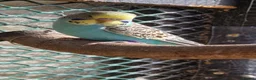 Budgerigars birds for sale: 4 blue chicks and 1 adult male  - Advert 16