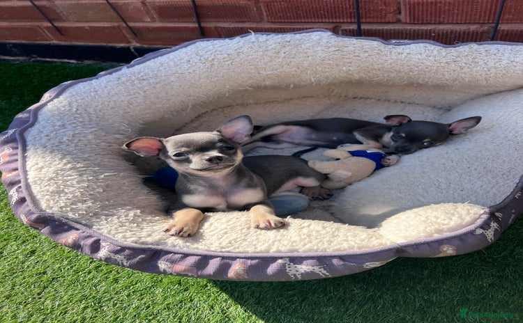 Chihuahua dogs - Advert 15