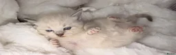 British Shorthair cats for sale: Beautiful blue-eyed  - Advert 5