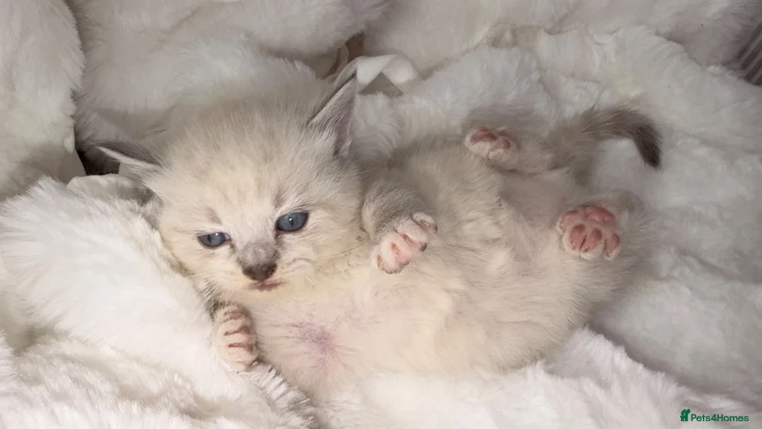 British Shorthair cats for sale: Beautiful blue-eyed  - Advert 5