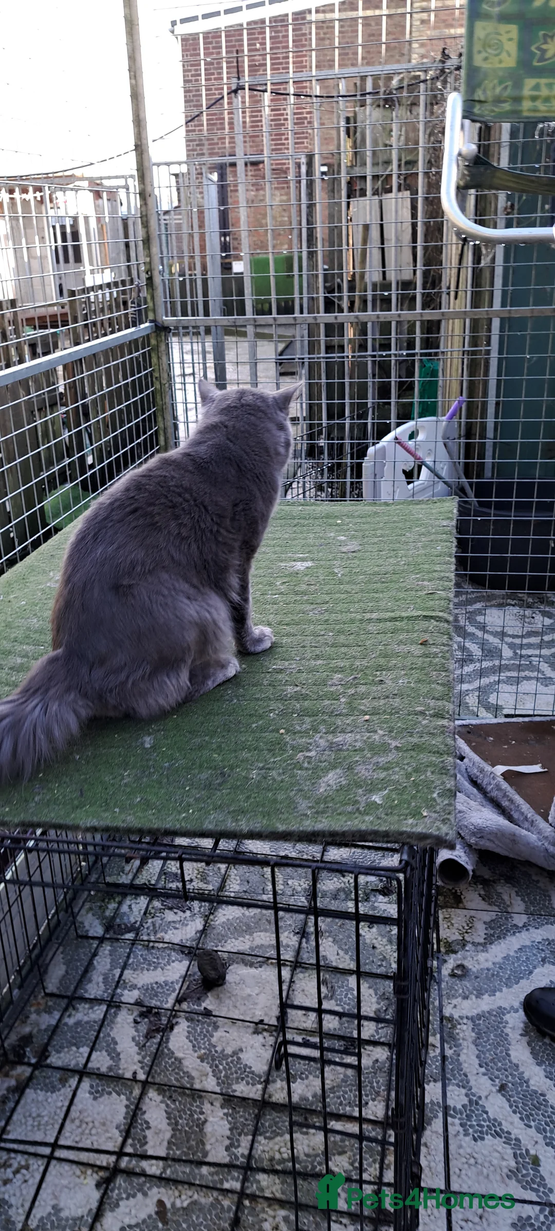 Siberian cats for stud: Blue reg, health tested Classic Siberian for STUD - Advert 7