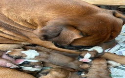 Boxer dogs for sale: 5 STAR LICENSE BREDDER 22 years experience  - Image 2