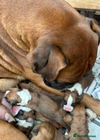 Boxer dogs - Advert 6