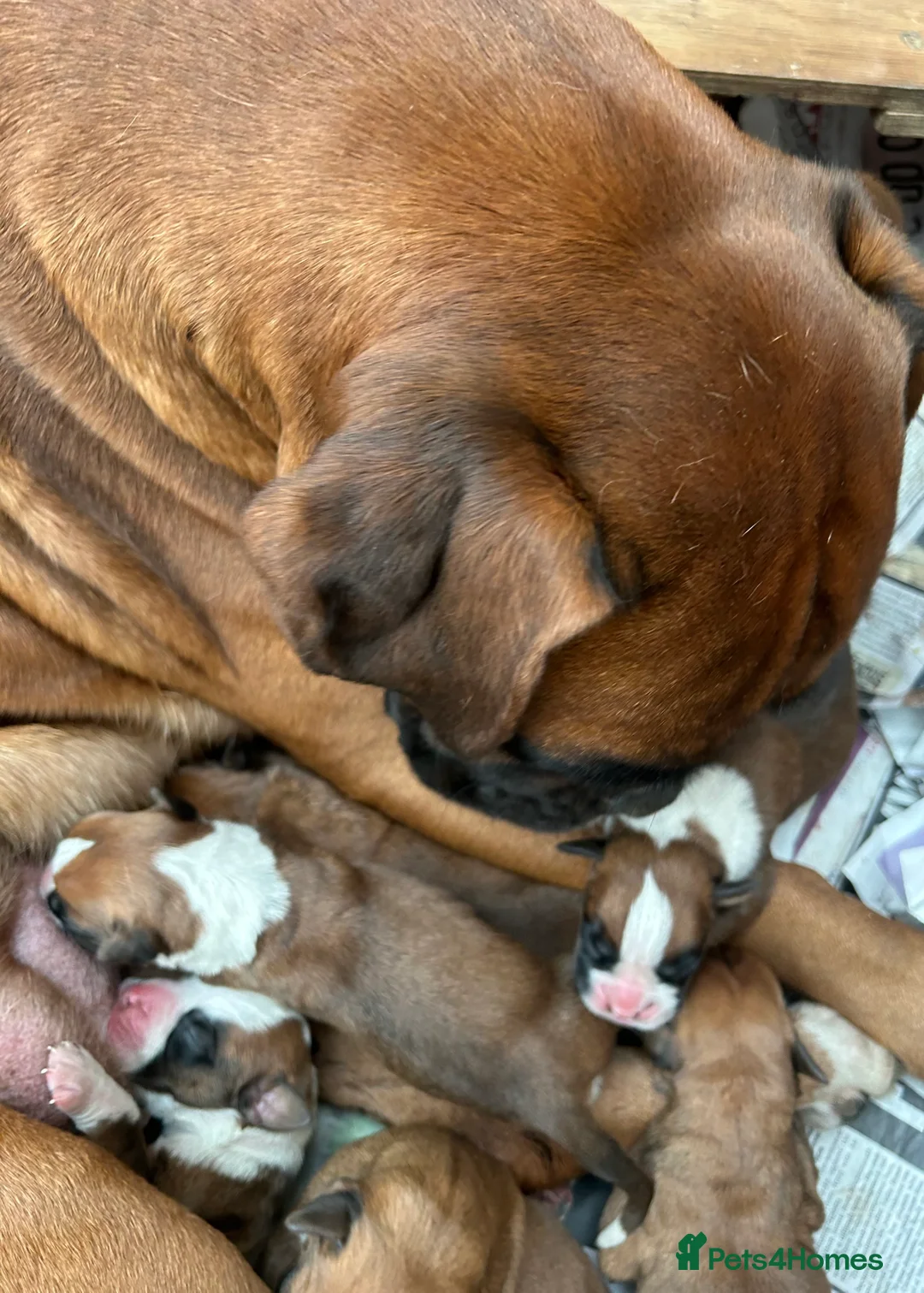 Boxer dogs for sale: 5 STAR LICENSE BREDDER 22 years experience  - Advert 6