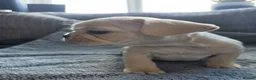 French Bulldog dogs for sale: French bulldog Puppies.  - Advert 17