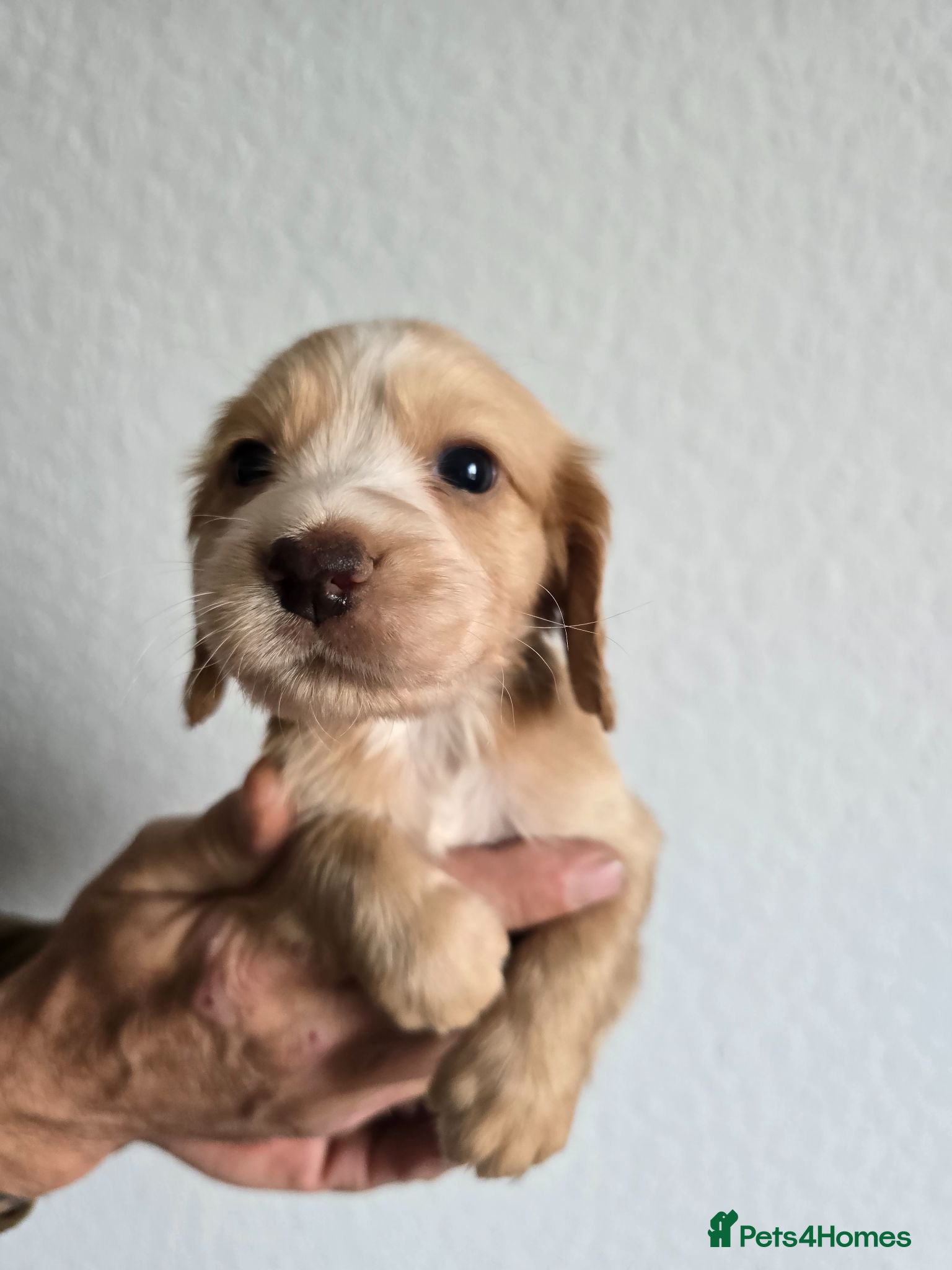Cocker Spaniel dogs Stunning cocker spaniel puppies  - Advert 1
