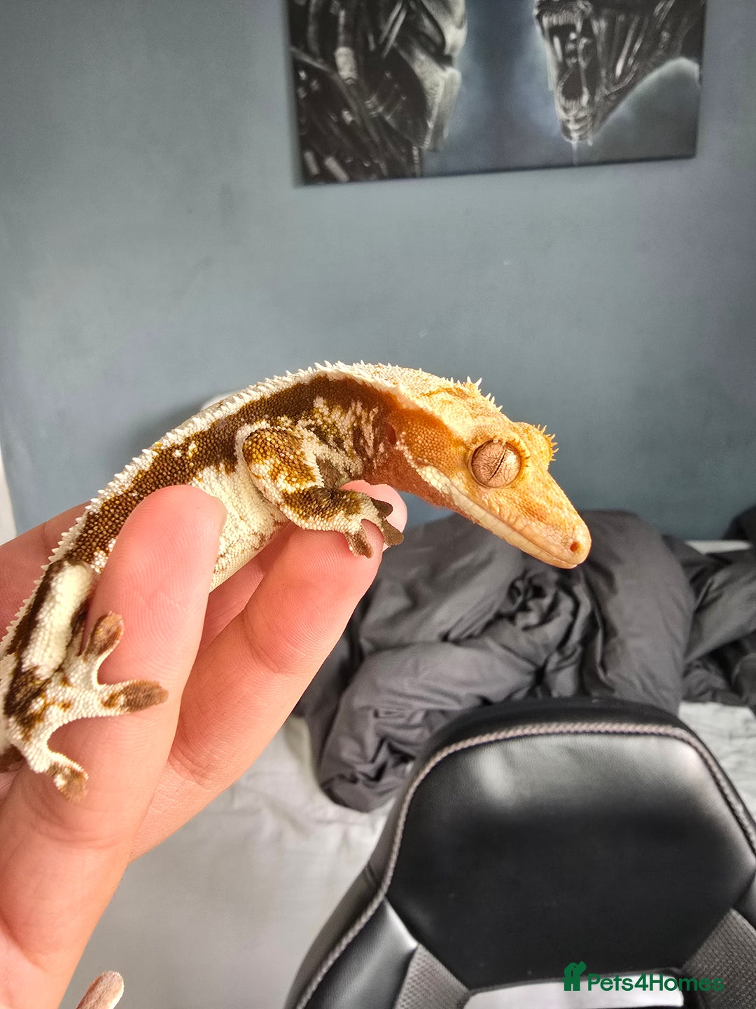 Gecko reptiles for sale: Fully functional Paladarium - Image 9