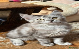 Maine Coon cats for sale: Maincoon cross Ragdoll kittens  - Image 9