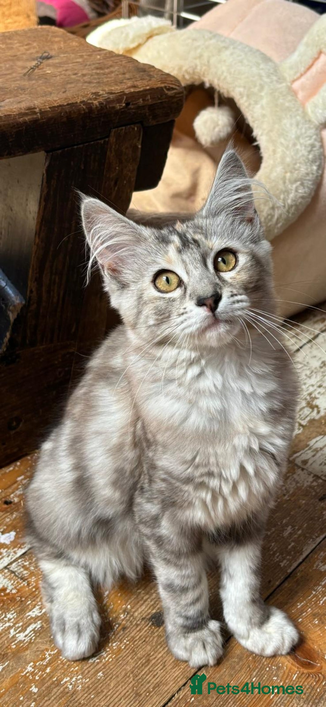 Maine Coon cats for sale: Maincoon cross Ragdoll kittens  - Image 9