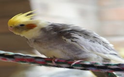 Cockatiels birds for sale: Young Cockatiels - Image 35