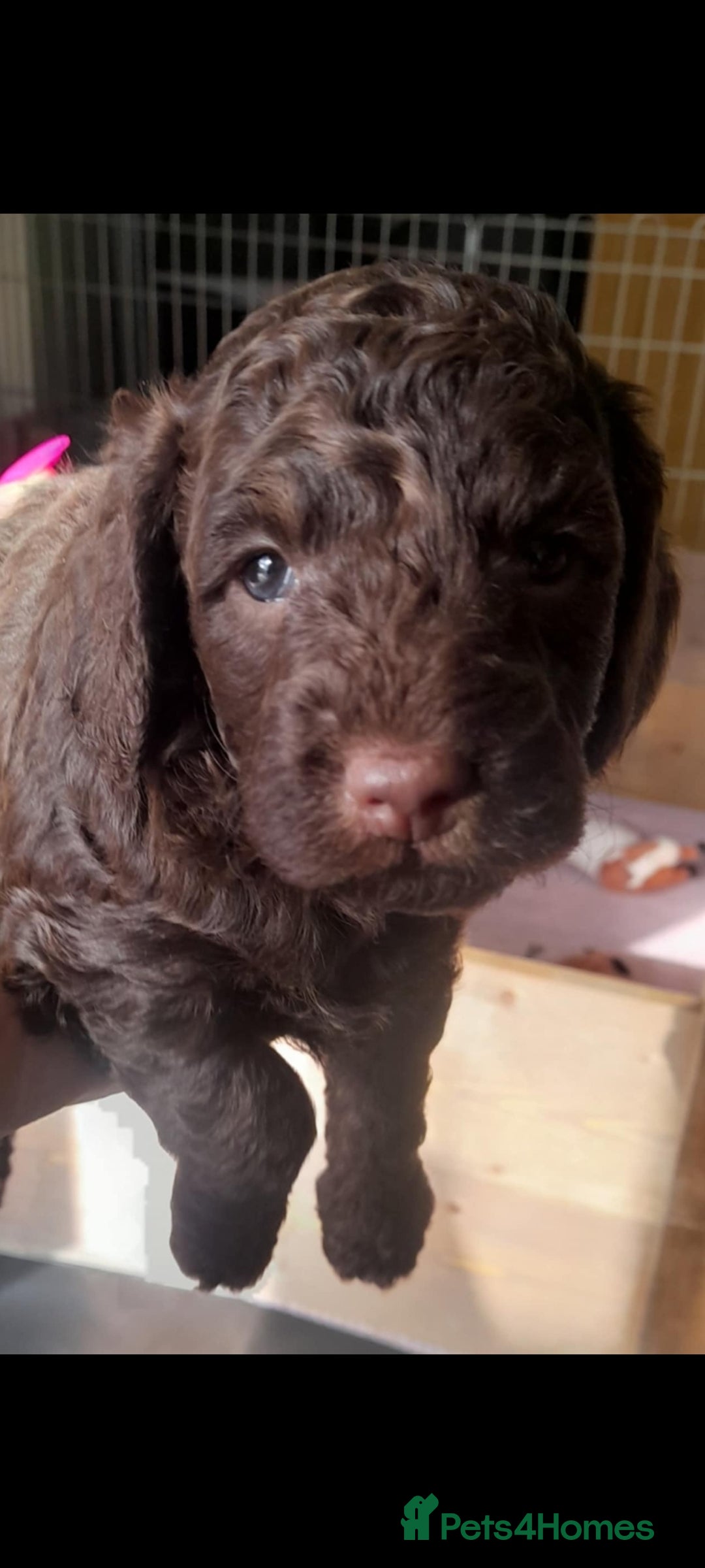 Cockapoo dogs for sale: F1b Cockapoo pups - Image 8