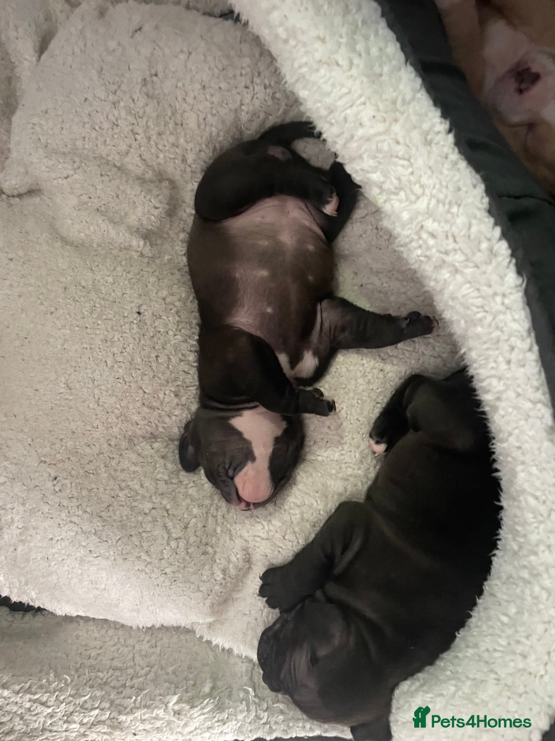 American Bully dogs for sale: American Pocket bully’s puppies  - Advert 9