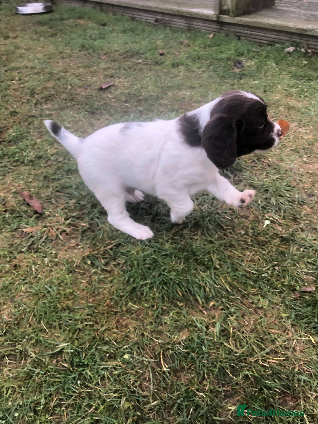 English Springer Spaniel dogs for sale: Springer spaniel pup - Advert 3