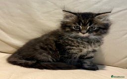 Mixed Breed cats for sale: Persian and British shorthair kittens for sale - Image 5