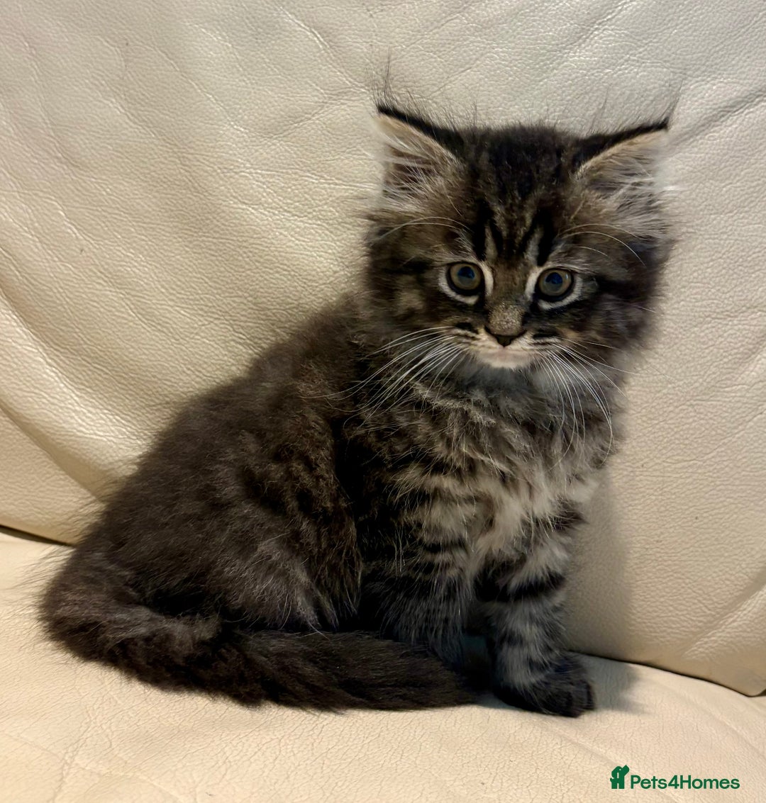 Mixed Breed cats for sale: Persian and British shorthair kittens for sale - Image 5