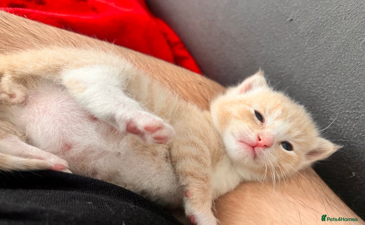 Domestic Shorthair cats - Advert 18