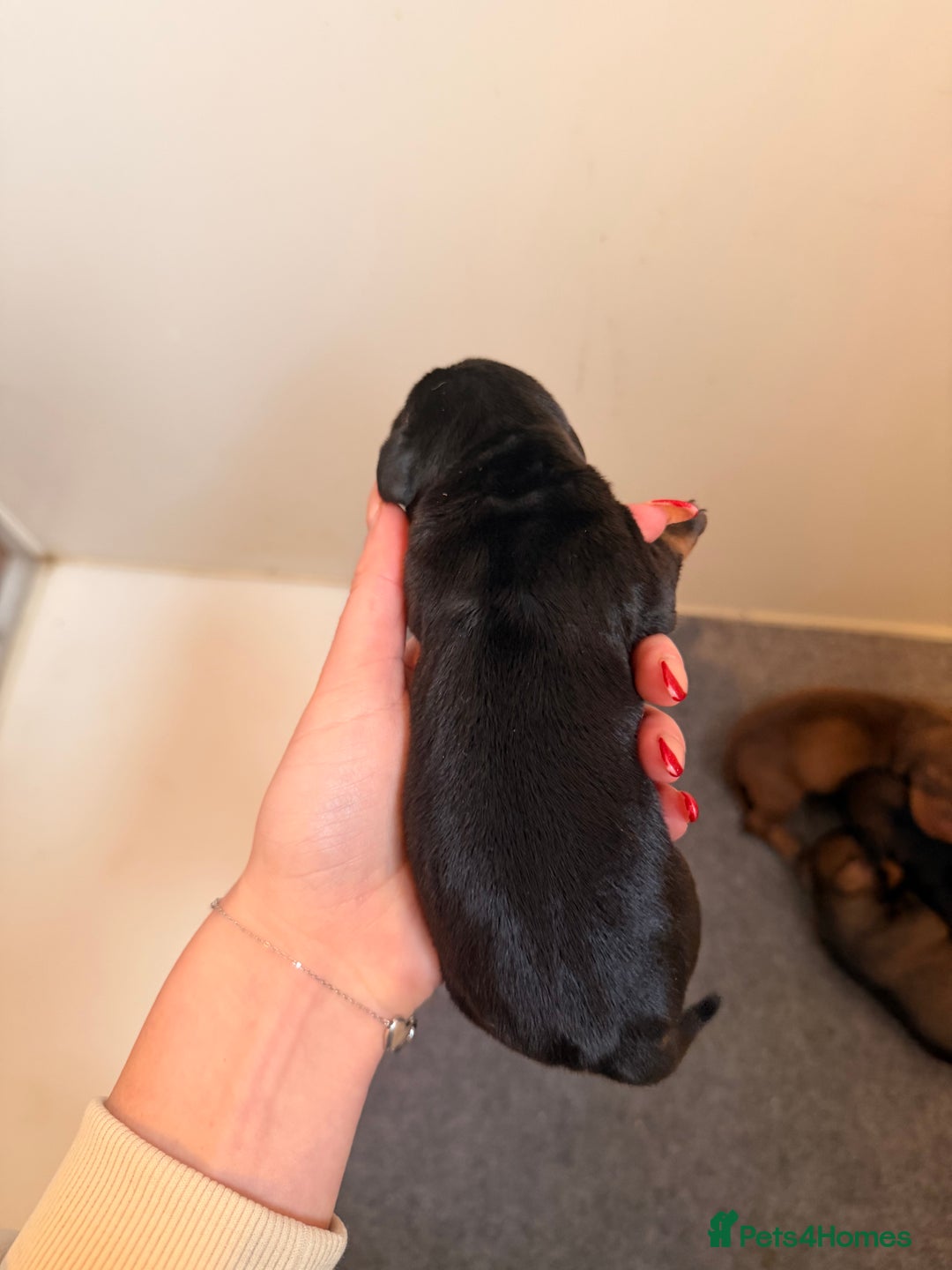 Dachshund dogs for sale: Exceptional Wire Haired Dachshunds (teckels)  - Advert 5