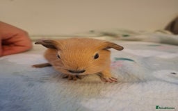 Guinea Pig rodents for sale: Beautiful Baby Guinea Pigs - Image 10
