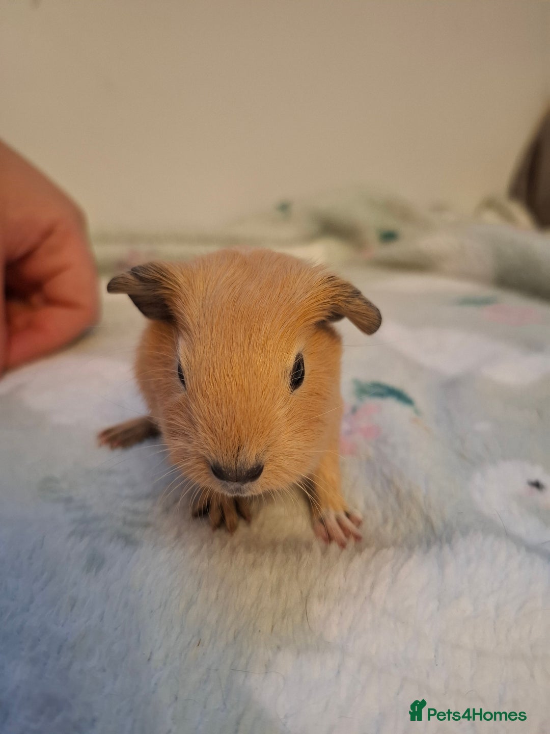 Guinea Pig rodents for sale: Beautiful Baby Guinea Pigs - Image 10