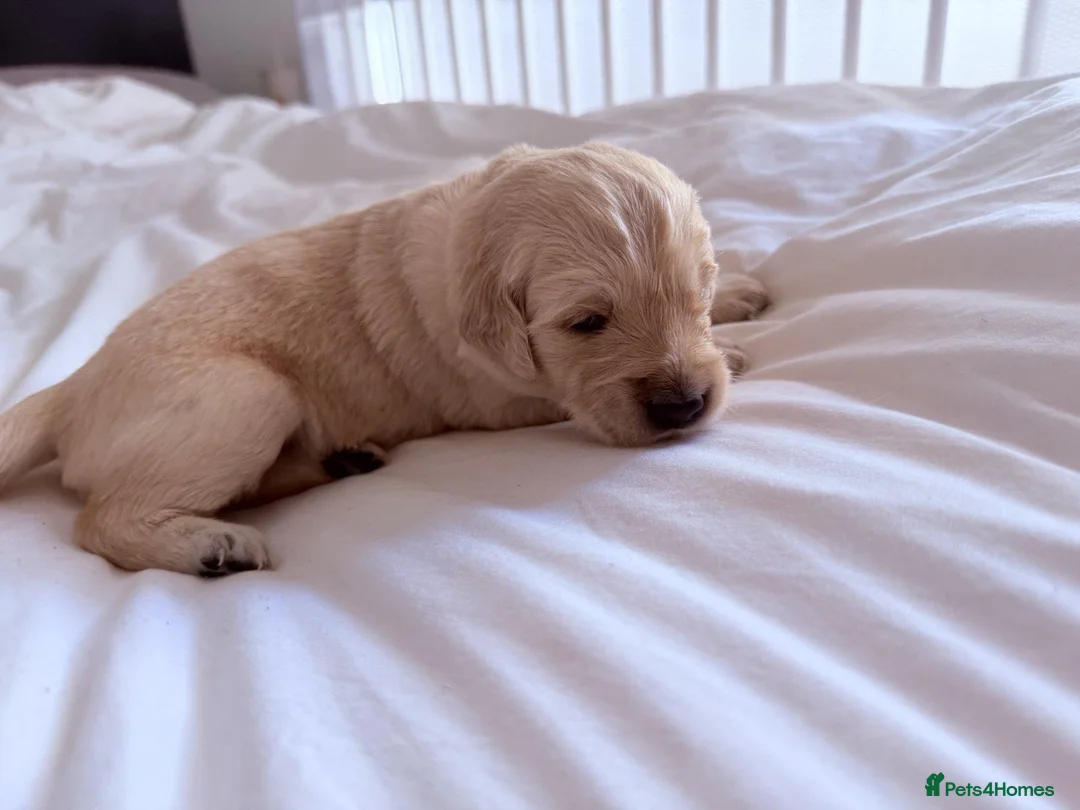 Golden Retriever dogs for sale: Golden Retriever Puppies - Advert 1