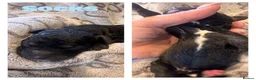 Cockapoo dogs for sale: 🐾 Beautiful F1bb Cockerpoo Puppies 🐾 in Peterborough - Advert 8