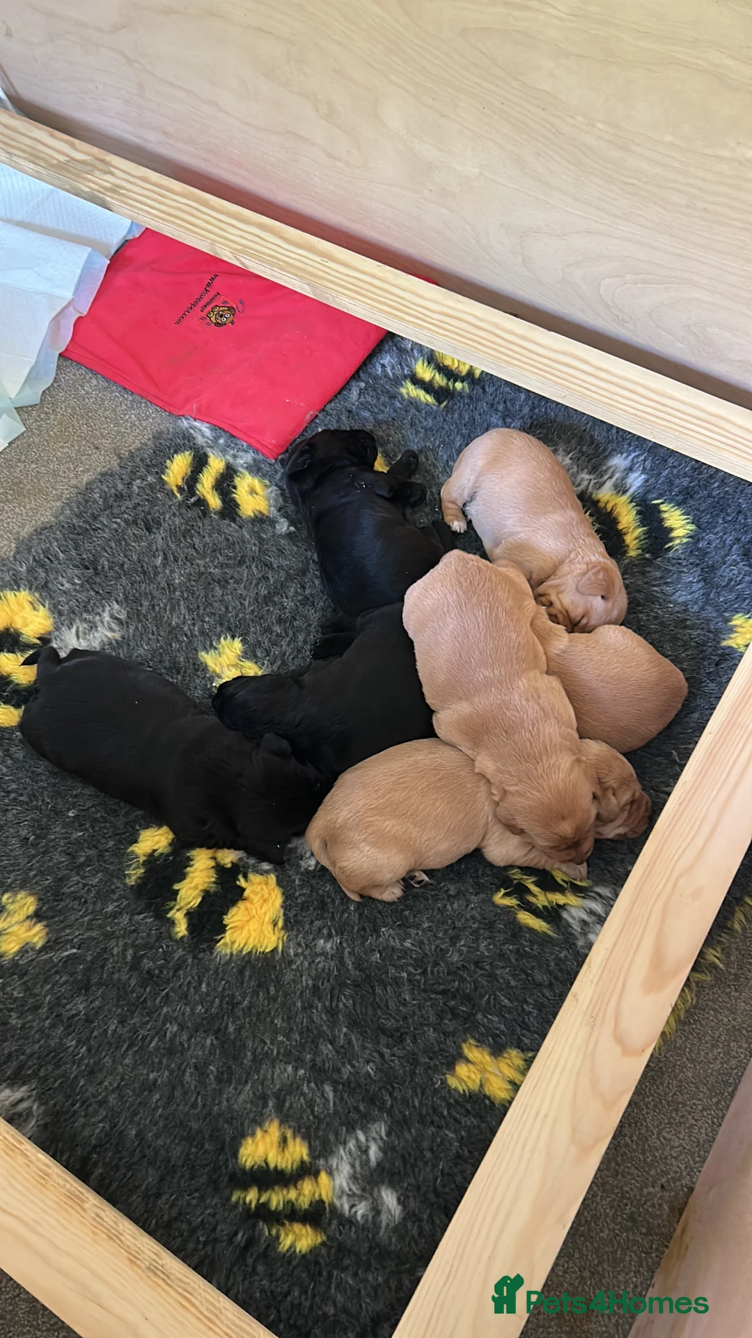Labrador Retriever dogs for sale: Working gun dog line - Advert 2