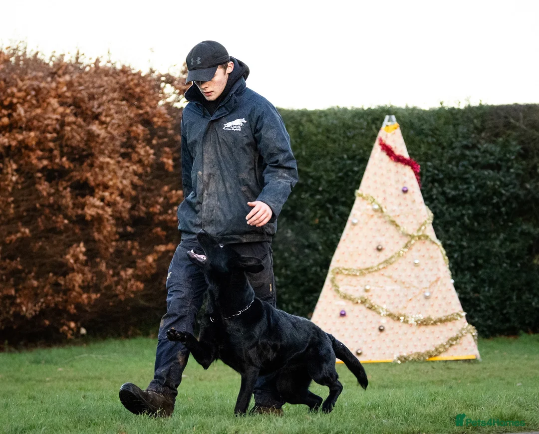 German Shepherd dogs for sale: 6 year old female haper - Advert 4