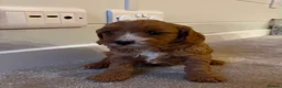 Cavapoo dogs for sale: Beautiful Red F1 Cavapoo puppies - Advert 10