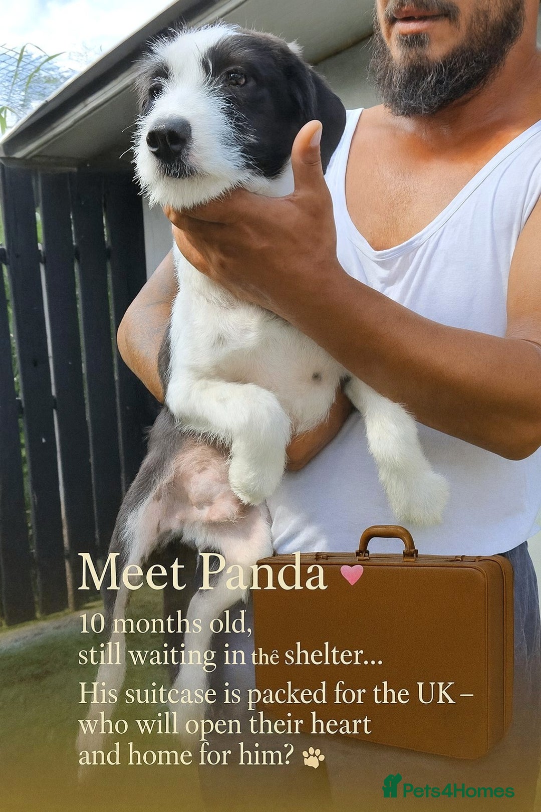 Mixed Breed dogs for adoption: 🐾 Panda – a tender boy with a gentle soul 🐾 - Image 1