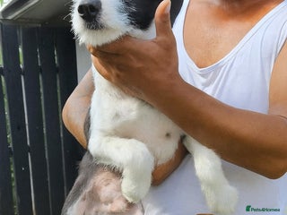 Mixed Breed dogs - Advert 33