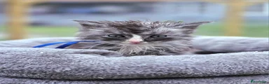 Maine Coon Kitten 6