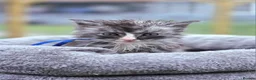 Maine Coon cats for sale: Stunning Maine Coon X Kittens - Advert 8
