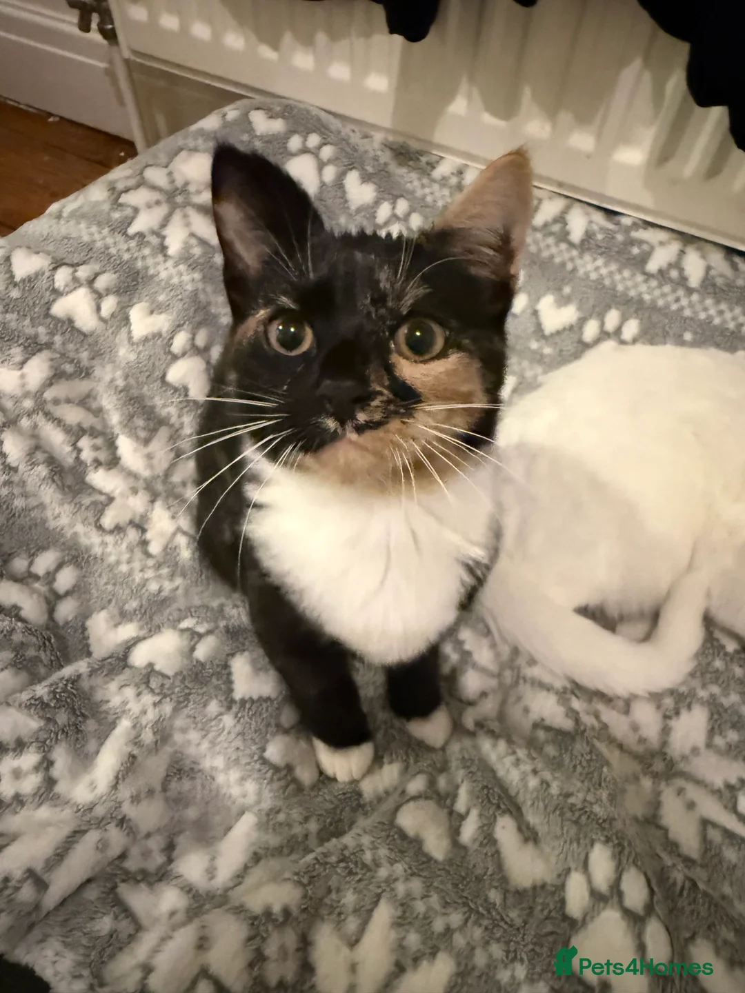 Mixed Breed cats for sale: Two beautiful kittens for sale  - Advert 3