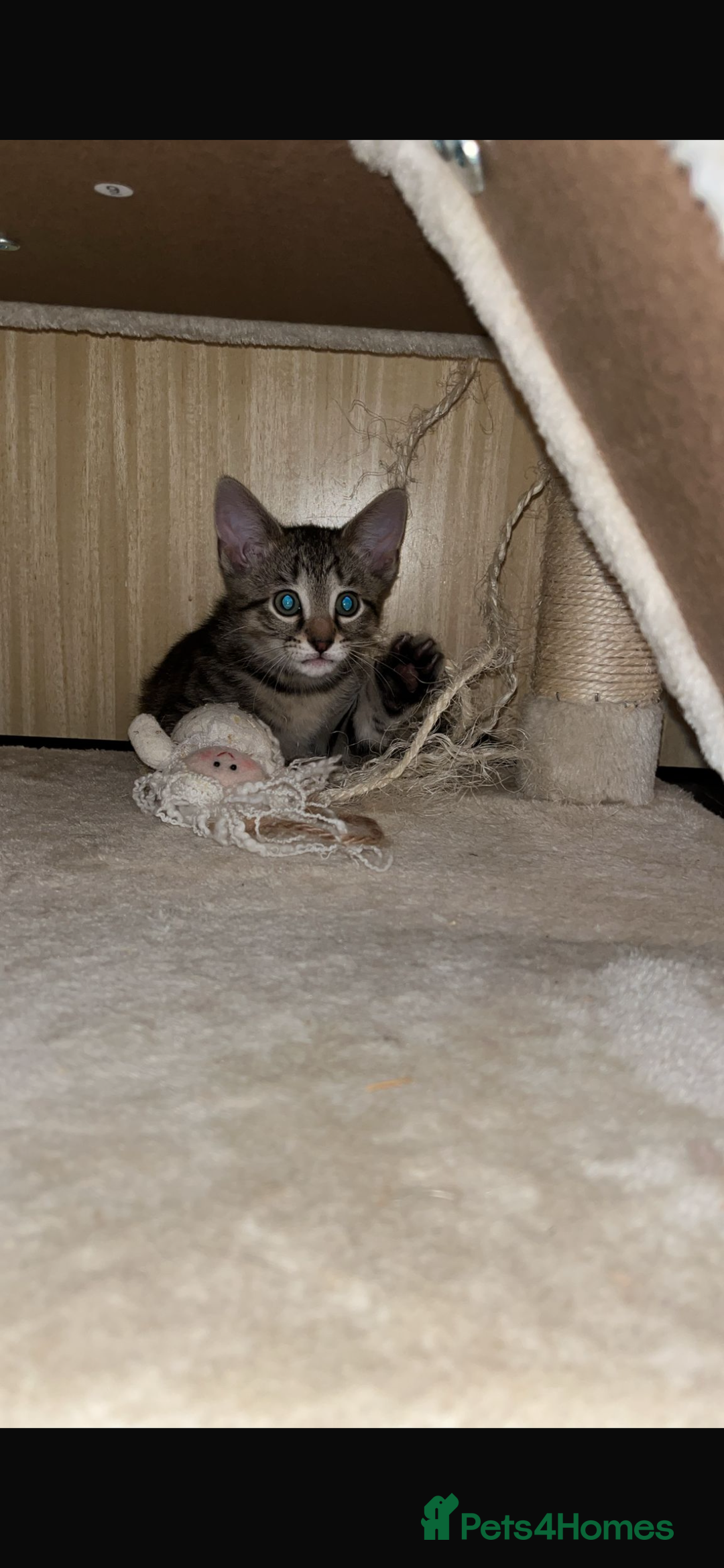 Mixed Breed cats for sale: 3 lovely kittens ready for their new homes 🥰 - Advert 16